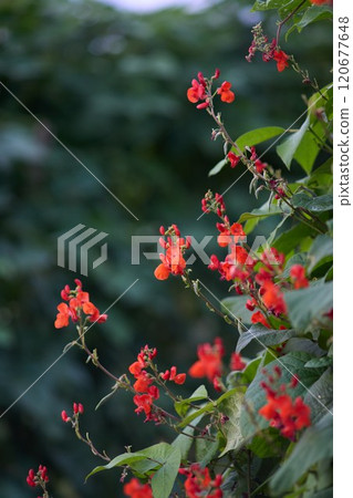 花豆花 花豆花 120677648