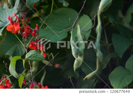 花豆 花豆 120677649