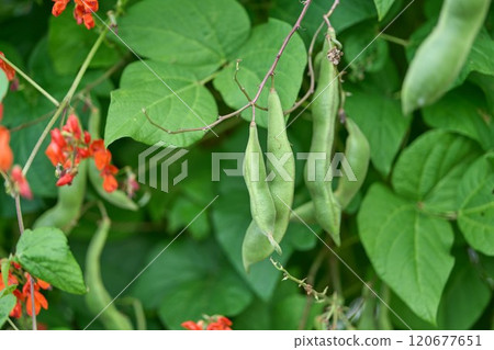花豆 120677651
