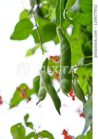 花豆 花豆 120677652
