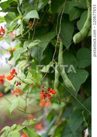 花豆 120677653
