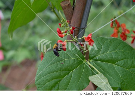 花豆花和木匠蜜蜂 120677669