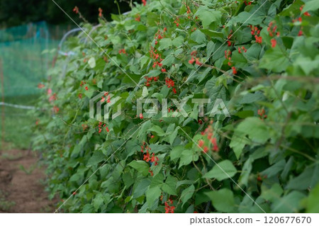花豆花 花豆花 120677670