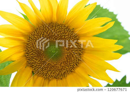 向日葵花 向日葵花 120677671