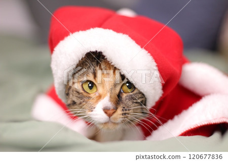 American Shorthair A curious, affectionate, and possessive cat. A hybrid of the American Shorthair and the Bengal, the Toyger is called a mini tiger. 120677836