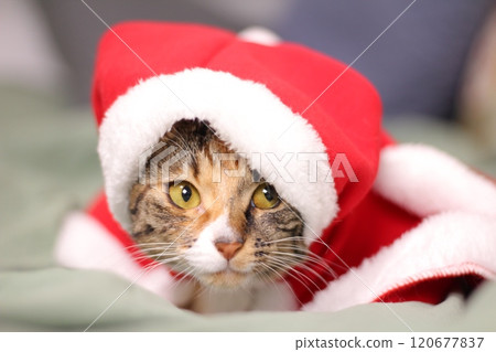 American Shorthair A curious, affectionate, and possessive cat. A hybrid of the American Shorthair and the Bengal, the Toyger is called a mini tiger. American Shorthair A curious, affectionate, and possessive cat. A hybrid of the American Shorthair and the Bengal, the Toyger is called a mini tiger. 120677837