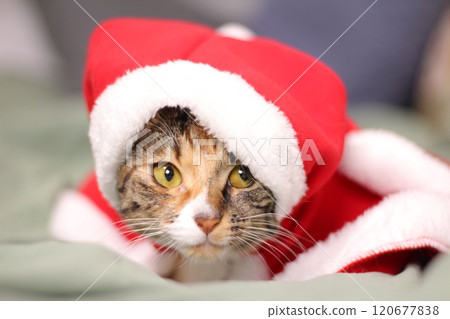 American Shorthair A curious, affectionate, and possessive cat. A hybrid of the American Shorthair and the Bengal, the Toyger is called a mini tiger. American Shorthair A curious, affectionate, and possessive cat. A hybrid of the American Shorthair and the Bengal, the Toyger is called a mini tiger. 120677838