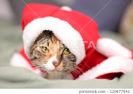 American Shorthair A curious, affectionate, and possessive cat. A hybrid of the American Shorthair and the Bengal, the Toyger is called a mini tiger. 120677842