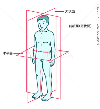 Human body, basic plane, frontal plane, sagittal plane, horizontal plane Human body, basic plane, frontal plane, sagittal plane, horizontal plane 120677916