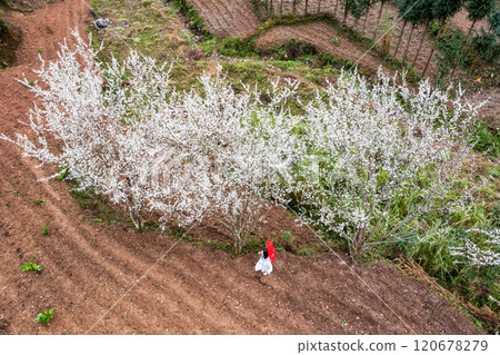 Ha Giang, Vietnam - January 15, 2024: Spring and the peaceful life of the Hmong ethnic group in Ha Giang Ha Giang, Vietnam - January 15, 2024: Spring and the peaceful life of the Hmong ethnic group in Ha Giang 120678279