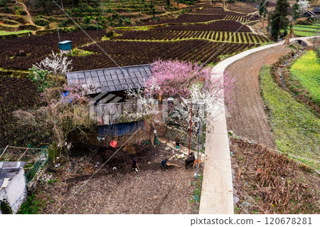 Ha Giang, Vietnam - January 15, 2024: Spring and the peaceful life of the Hmong ethnic group in Ha Giang 120678281