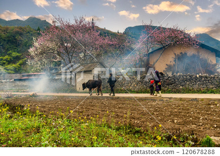 Ha Giang, Vietnam - January 15, 2024: Spring and the peaceful life of the Hmong ethnic group in Ha Giang Ha Giang, Vietnam - January 15, 2024: Spring and the peaceful life of the Hmong ethnic group in Ha Giang 120678288