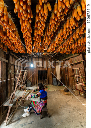 Ha Giang - January 15, 2024: The linen weaving profession of the Mong people in Lung Tam, Ha Giang Ha Giang - January 15, 2024: The linen weaving profession of the Mong people in Lung Tam, Ha Giang 120678349