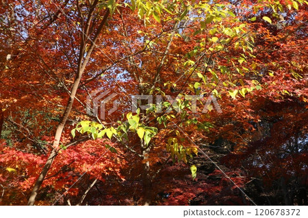 富山公園 120678372