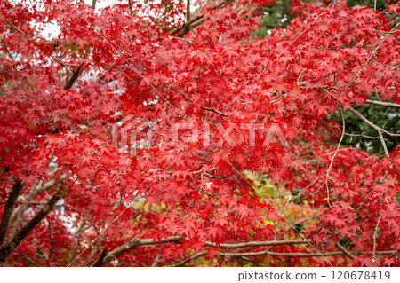 Zoom-in on bright red autumn leaves Zoom-in on bright red autumn leaves 120678419
