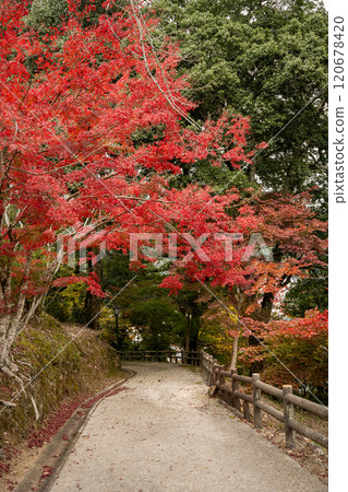 Bright red autumn leaves growing on a sidewalk with a handrail 120678420