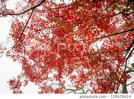 明亮的紅色秋葉映襯著白色的天空 明亮的紅色秋葉映襯著白色的天空 120678424