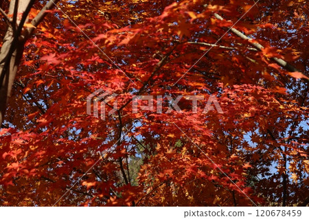 富山公園 富山公園 120678459