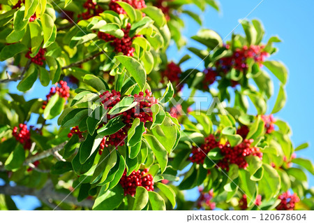 Ilex rotunda (also for lucky charms) Ilex rotunda (also for lucky charms) 120678604
