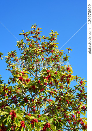 Ilex rotunda (also for lucky charms) 120678609