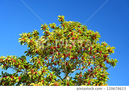 冬青圓形大廳(也用於幸運符) 冬青圓形大廳(也用於幸運符) 120678623