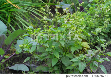 Green basil seedlings are planted in village garden. Growing basil in farm garden. Gardening. Sunny day. 120678752