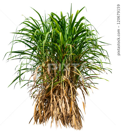 sugar cane group white background sugar cane group white background 120679159