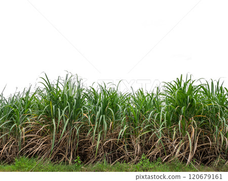 sugar cane field manual dicut sugar cane field manual dicut 120679161