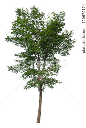 tree removed oriiginal background isolated on white background tree removed oriiginal background isolated on white background 120679174