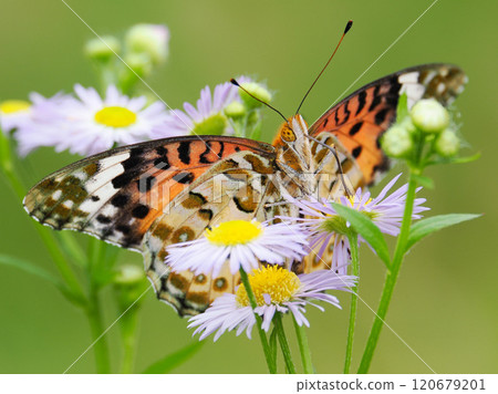 Zuma giuna 120679201