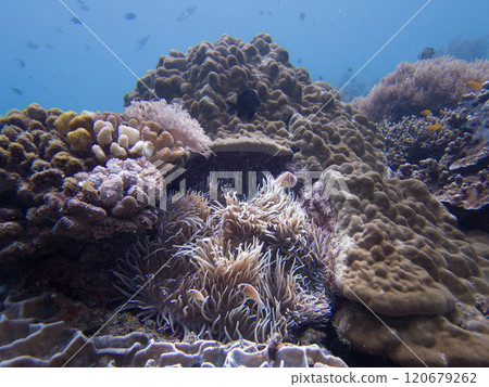 Pink skunk clownfish or pink anemonefish, Amphiprion perideraion, in its host anemone 120679262