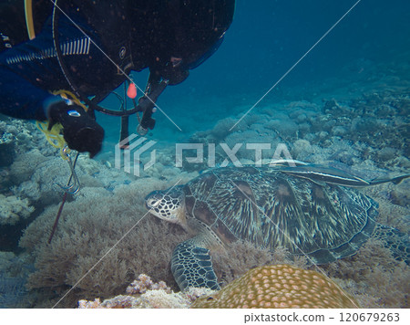 A Green Sea Turtle with an attached remora in a tropical coral reef. Blue ocean background A Green Sea Turtle with an attached remora in a tropical coral reef. Blue ocean background 120679263
