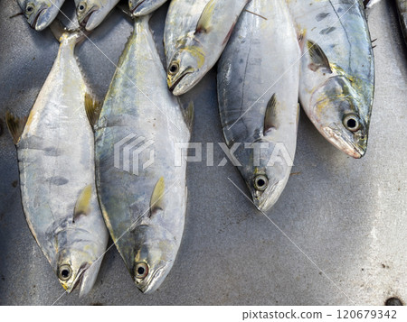 Background of fresh raw sea fish sell in fishery fresh market 120679342