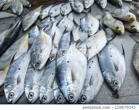 Background of fresh raw sea fish sell in fishery fresh market Background of fresh raw sea fish sell in fishery fresh market 120679345