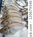 Background of fresh raw sea fish sell in fishery fresh market 120679346