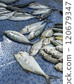 Background of fresh raw sea fish sell in fishery fresh market 120679347