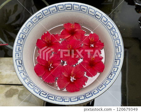 seven Red hibiscus Flowers Floating in Water, Top view 120679349