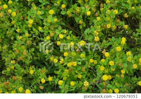 A cluster of clover in early summer A cluster of clover in early summer 120679351