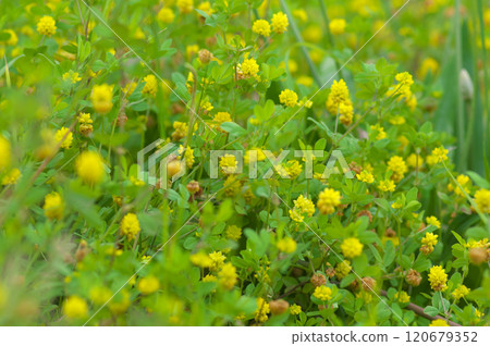 A cluster of clover in early summer A cluster of clover in early summer 120679352