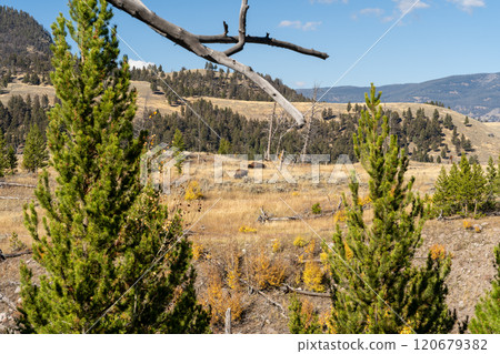 Bison Grazing Peacefully in Yellowstone National Park's Majestic Landscape. Bison Grazing Peacefully in Yellowstone National Park's Majestic Landscape. 120679382