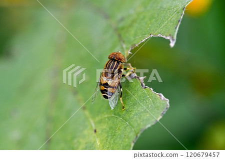 Kigoshishana 120679457