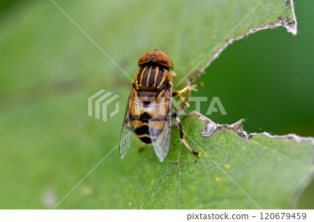 Kigoshishana 120679459