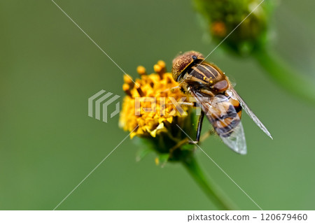 Kigoshishana 120679460