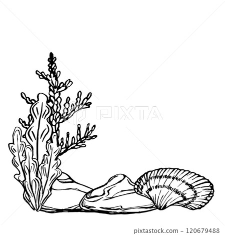 Seabed landscape with Seashells and Seaweed. Underwater design template drawing in line art style. Hand drawn vector illustration of undersea: algae, corals, seashells painted by black ink. Marine art Seabed landscape with Seashells and Seaweed. Underwater design template drawing in line art style. Hand drawn vector illustration of undersea: algae, corals, seashells painted by black ink. Marine art 120679488