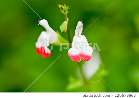 White cherry sage flowers White cherry sage flowers 120679668