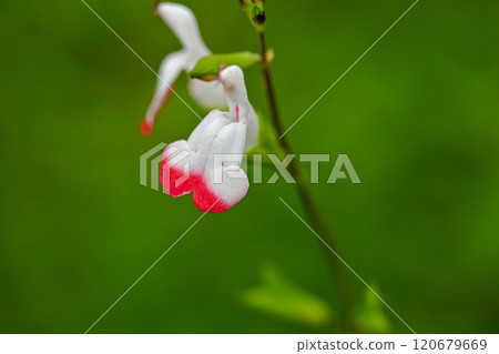 白櫻桃鼠尾草花 120679669