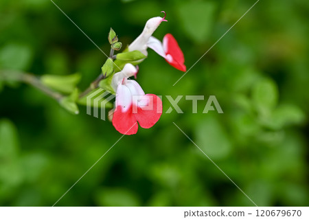 White cherry sage flowers 120679670