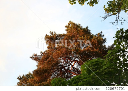 Sunset light on tree tops in autumn with visible orange leaves and green pines in front of it 120679701