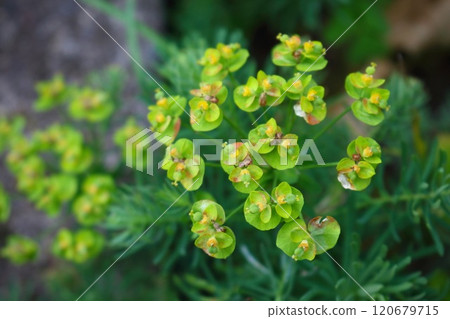 Spurge flowers or euphorbia amygdaloides, beautiful green plant blooming in summer. Close up Background 120679715