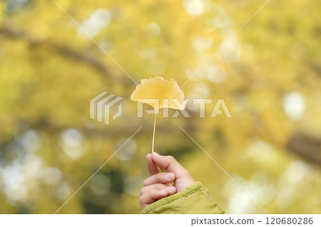 Child's hand holding a yellow ginkgo leaf Child's hand holding a yellow ginkgo leaf 120680286